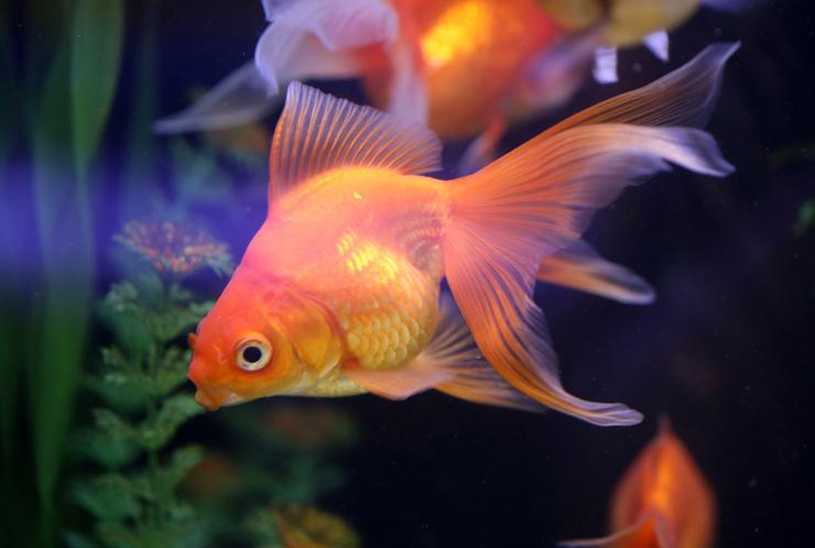 Goldfish